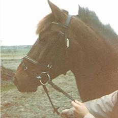 Anden særlig race Flicka