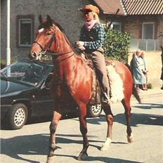 Dansk Varmblod San Miguel ("Lillebror")