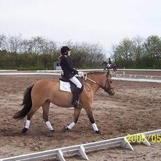 Anden særlig race Hyldtoft´s Snerle