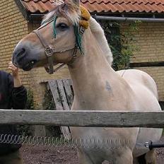 Fjordhest Prins Wilton R.I.P. :'(