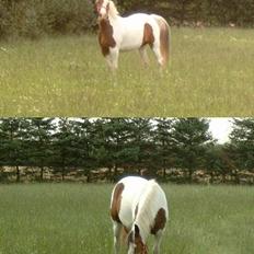 Pinto Candy SOLGT RIP