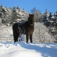 Islænder Björk fra Ll. Stokkebjerg