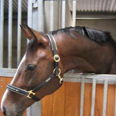 Dansk Varmblod Dinétt Stengaard *SOLGT*