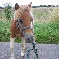 Shetlænder Hanse
