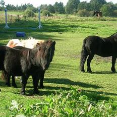 Shetlænder Klinkhøjs Prins (Solgt)