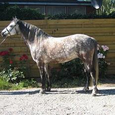 Connemara Baunely's Daphne