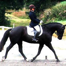 Anden særlig race Ebony *Solgt*