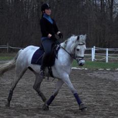 Connemara Carramaya/ grå