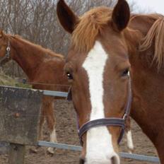 Frederiksborg H.Z. Chilli