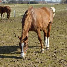 Frederiksborg H.Z. Chilli