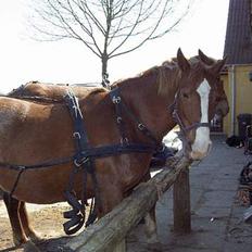 Frederiksborg H.Z. Chilli