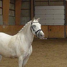 Anden særlig race Nias 