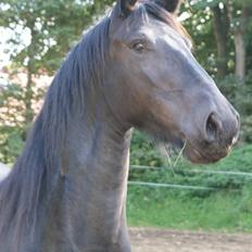 Frieser Nancy død d.19-02-2009