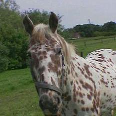 Knabstrupper Van Gogh