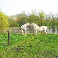 Knabstrupper Van Gogh