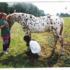 Knabstrupper Van Gogh