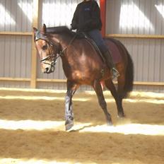 Anden særlig race Montana - solgt