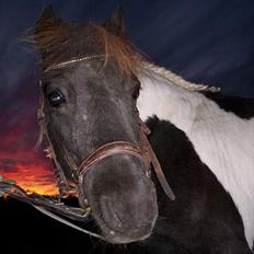 Pinto  *Krumme (Gl. passer)