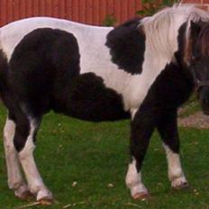 Pinto  *Krumme (Gl. passer)