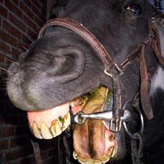 Pinto  *Krumme (Gl. passer)