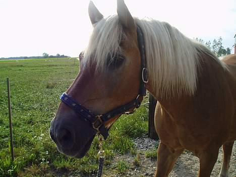 Haflinger Stanley <3 billede 15