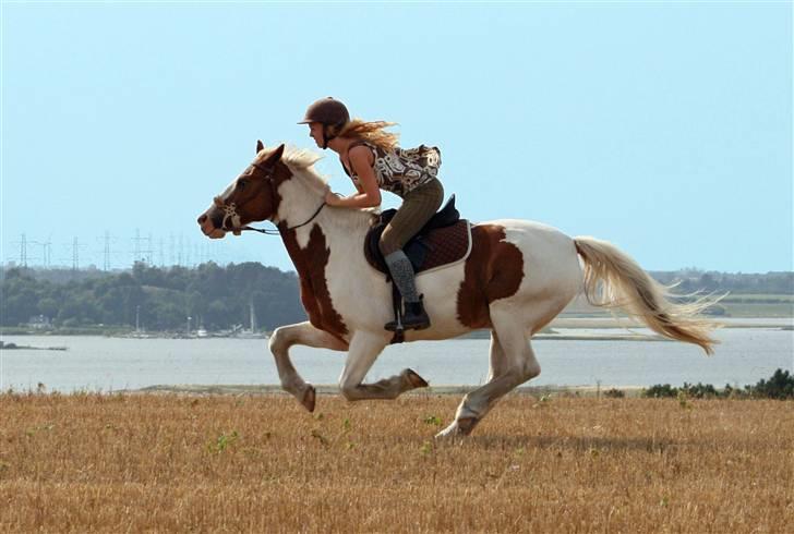 Anden særlig race Joe - hvil i fred - Joe og jeg, stubmark. billede 1