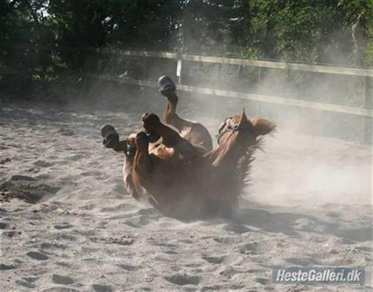Dansk Varmblod Bernique. - Bernqiue hygger sige lige i sandet ..  billede 3