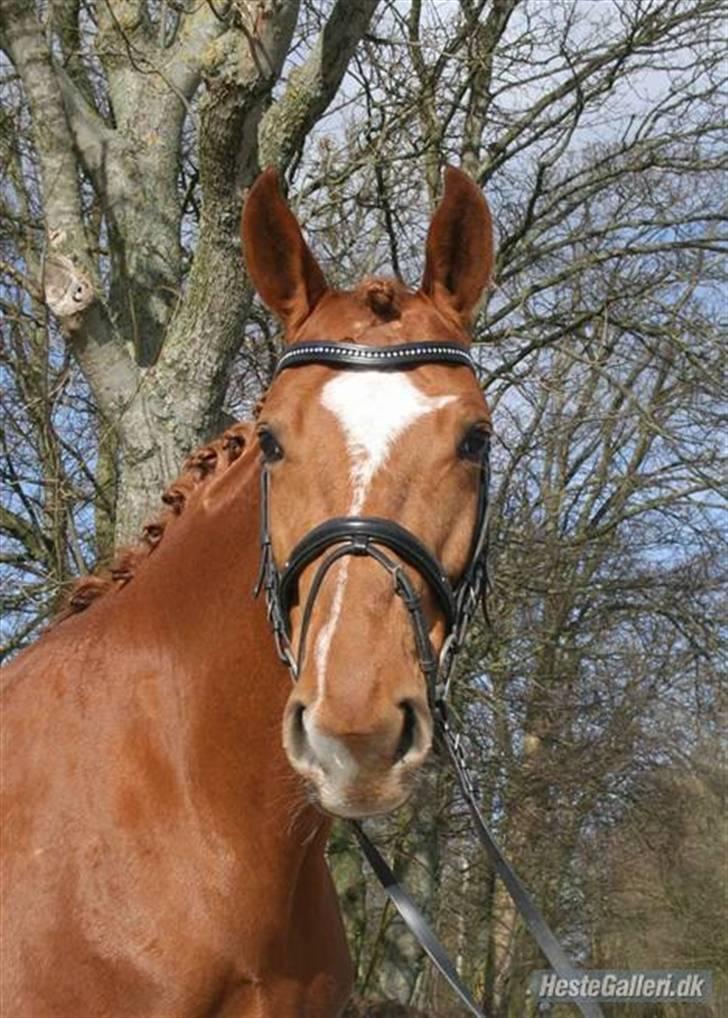 Dansk Varmblod Bernique. billede 4