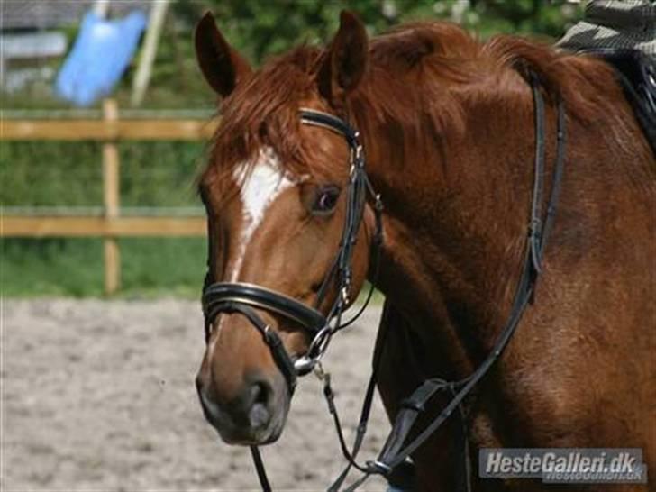 Dansk Varmblod Bernique. - Bernique - Har lige sprunget med Julie D, og er lidt træt nu ..  billede 5