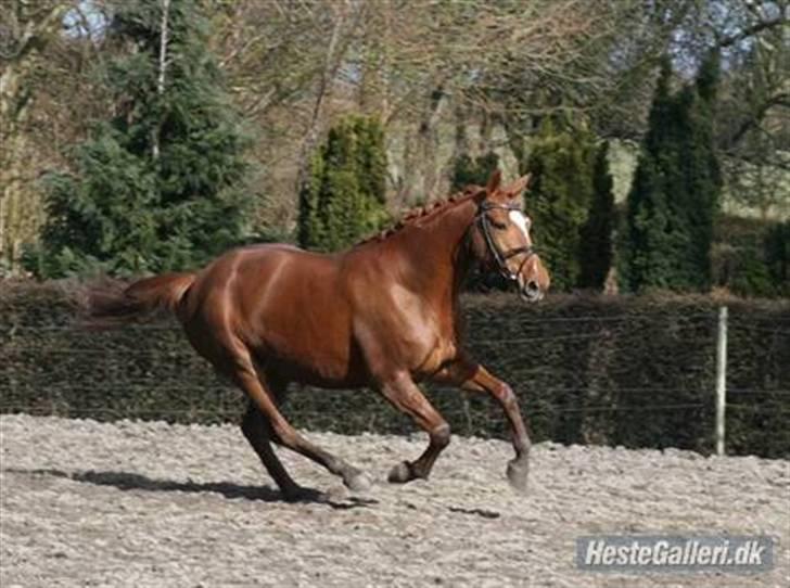 Dansk Varmblod Bernique. - Bernique <3 billede 6