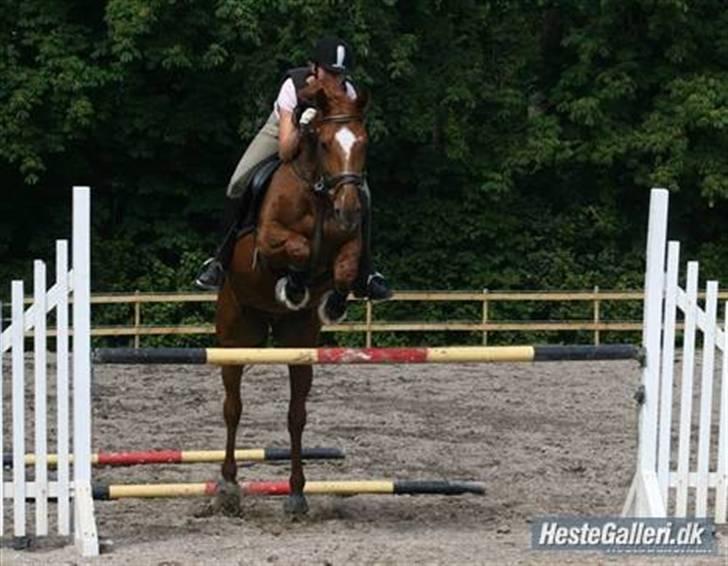 Dansk Varmblod Bernique. - Bernique springer 110 med Julie D  billede 7