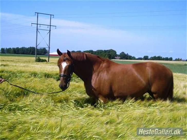 Dansk Varmblod Bernique. - Smukke min ..  billede 8