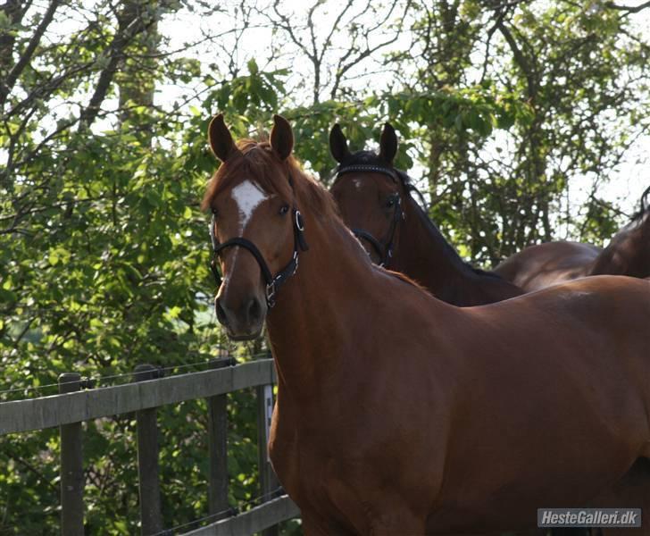 Dansk Varmblod Bernique. - 2007 billede 9