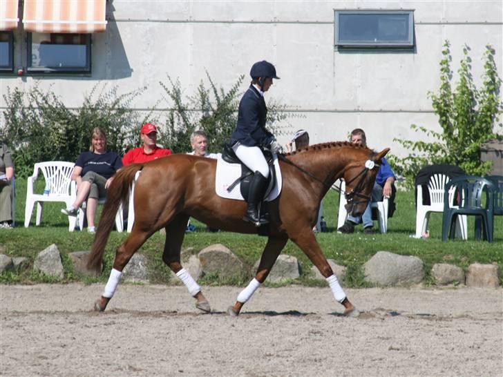 Dansk Varmblod Bernique. - Bernique til sadelkåring på Baunehøj - her med Nalle, som rider Bernique til en rideligheds karakter fra dommerne på 7,5 . Super Nalle :D  billede 10