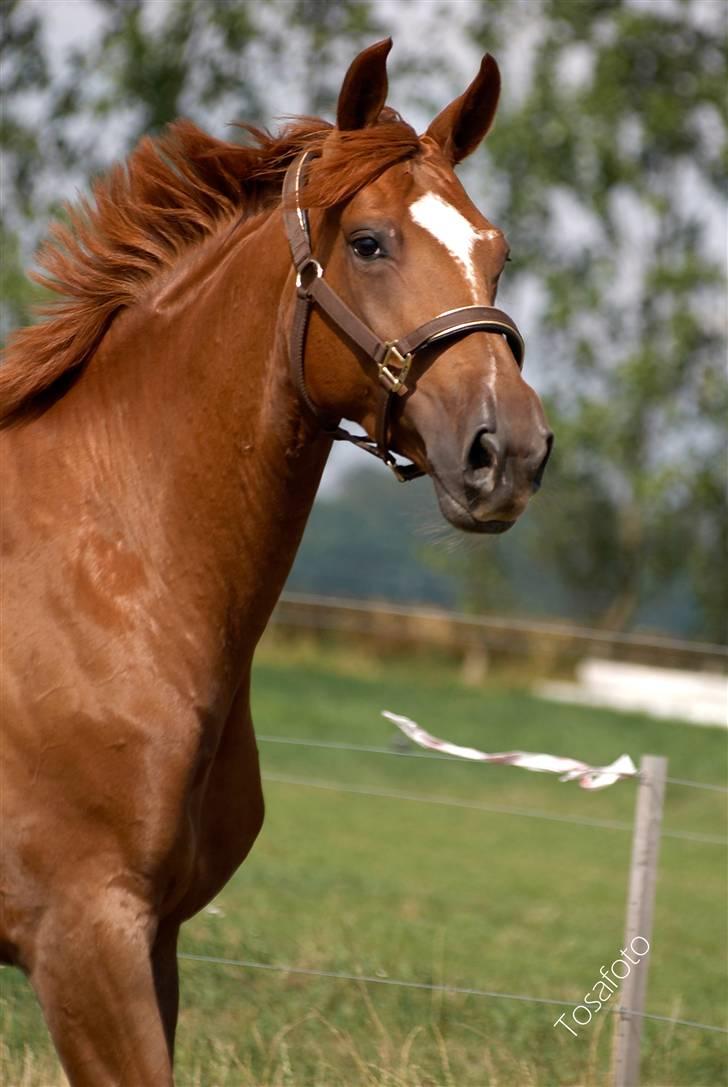 Dansk Varmblod Bernique. billede 1