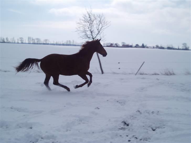 Dansk Varmblod Bernique. - Sne og Bernie - fastelavn 2006 billede 11