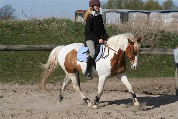 Anden særlig race Joe - hvil i fred - Mig & Joe, dressur. billede 2