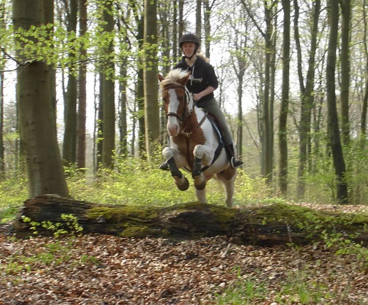 Anden særlig race Joe - hvil i fred - Mig og Joe i Hareskoven md Amalie og Polle. billede 3