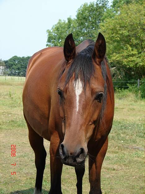 Anden særlig race Cassiopeia billede 33