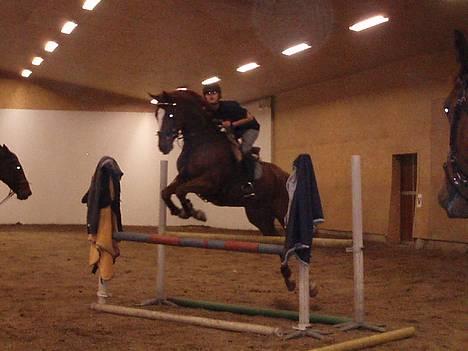 Svensk Varmblod bambino - NYT! 25 okt. 06 billede 6