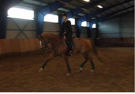 Svensk Varmblod bambino - liten økning.. billede 7