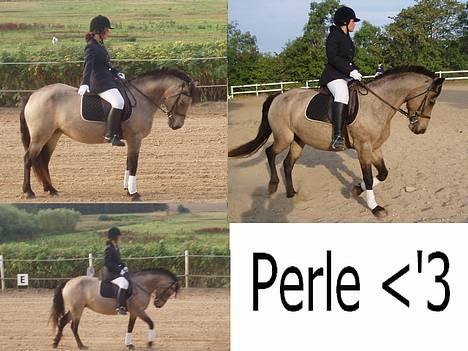 Connemara Perle (solgt) <33 - Stævnebilleder!  billede 17