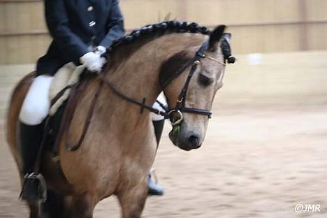 Connemara Perle (solgt) <33 - NYT : Stævne! billede 18