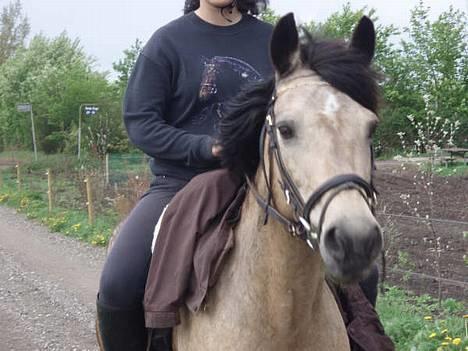 Connemara Perle (solgt) <33 - På vej hjem :D billede 19