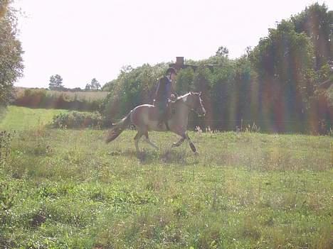 Anden særlig race Laika billede 17