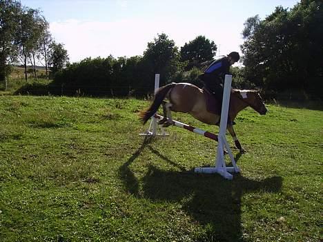 Anden særlig race Laika - Og de springer igen billede 19