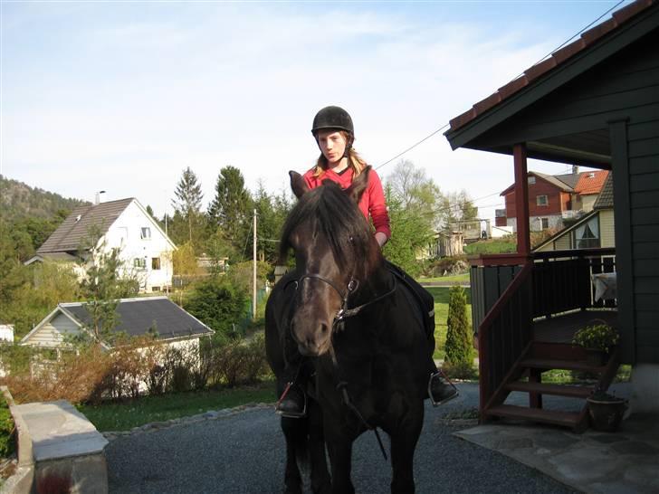 Koldblodstraver Garli Eld billede 18