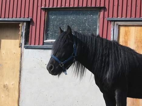 Koldblodstraver Garli Eld billede 19