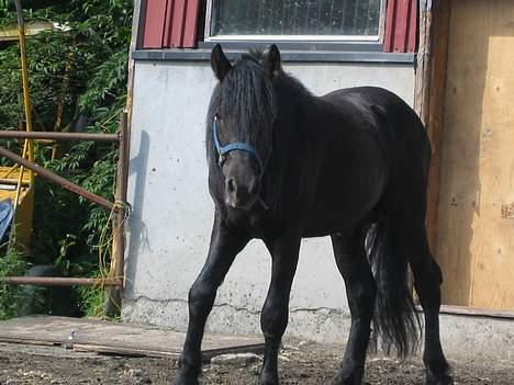 Koldblodstraver Garli Eld billede 20