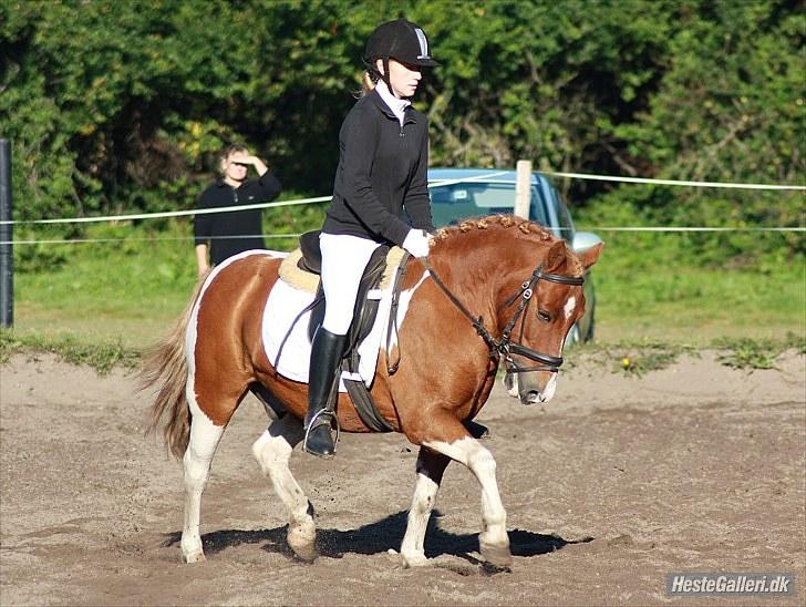Pinto Sigurd -  Taget af; Mia Ann Jørgensen billede 12